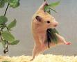  des fois ce hamster ce prends pour tarzan ...